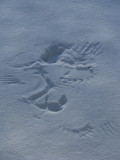 Wing prints in the freshly fallen snow