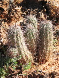 Typical Vegetation around Sedona