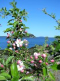 Bar Harbor in  Spring