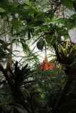 Angels Trumpet