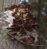 Tree Mushroom