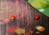 Ladybugs looking for a warm place to hibernate.