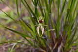 Spider Orchid