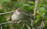 Zwartkop (Eurasian Blackcap)