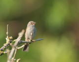 Heggenmus (Dunnock)