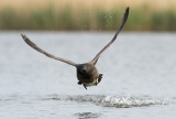 Rotgans (Dark-bellied Brant Goose)