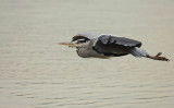 Blauwe Reiger (Grey Heron)