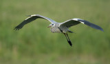 Blauwe Reiger (Grey Heron)