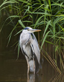 Blauwe Reiger (Grey Heron)