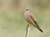 Torenvalk (Common kestrel)