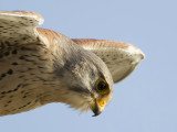 Torenvalk (Common kestrel)