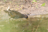Porseleinhoen (Spotted Crake)
