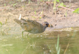 Porseleinhoen (Spotted Crake)