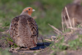 Patrijs (Grey Partridge)