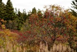 DSC_2137.jpg