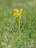 Primula species - Sleutelbloem