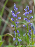 Polygala species