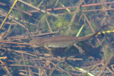 Lissotriton helveticus - Palmate Newt - Vinpootsalamander