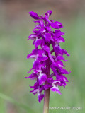 Orchis mascula - Early-purple Orchid - Mannetjesorchis