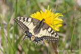 Papilio machaon - Swallowtail - Koninginnepage