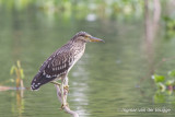 Black-crowned Night Heron