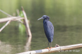 Black Heron