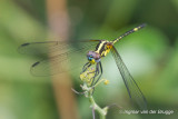 Neodythemis hildebrandti