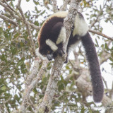 Varecia variegata - Ruffed Lemur