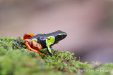 Mantella baroni - Baron's Mantella