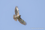 Madagascar Buzzard