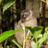 Common Brown Lemur