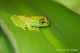 Boophis bottae