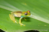 Boophis bottae