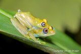 Boophis viridis