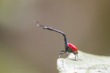 Trachelophorus giraffa