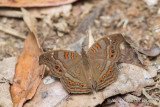 Junonia goudotii