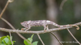 Calumma brevicorne