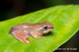 Treefrog unknown