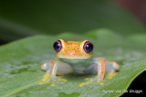 Boophis viridis