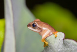 Treefrog unknown