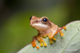 Treefrog unknown
