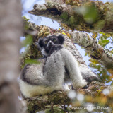 Indri - Indri indri