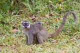 Common Brown Lemur