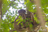 Eastern Woolly Lemur