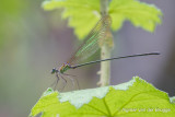 Phaon iridipennis - Glistening Demoiselle