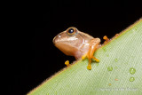 Treefrog unknown