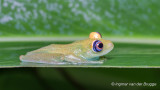 Boophis viridis