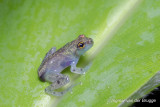 Treefrog unknown