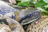Sanzinia madagascariensis madagascariensis - Madagascar Ground Boa