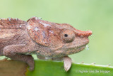 Calumma brevicorne